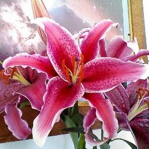 Meet your Posher, Leslie